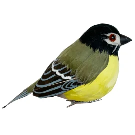 Pajarito Plumas Verde y Amarillo  c/Pinza