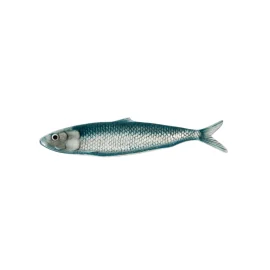 Plato Alargado Sardina